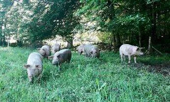 EL_AGRI_La-ferme-Limousine-de-Sornac-Mélanie-Wilhems-et-Jonathan-Brunet