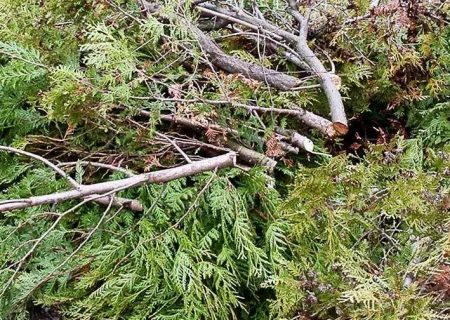 VS_LS_Déchets-vert